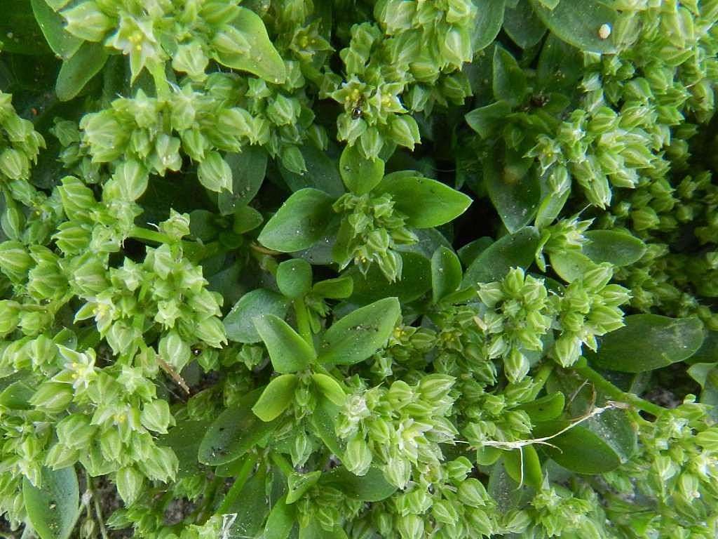 Polycarpon tetraphyllum