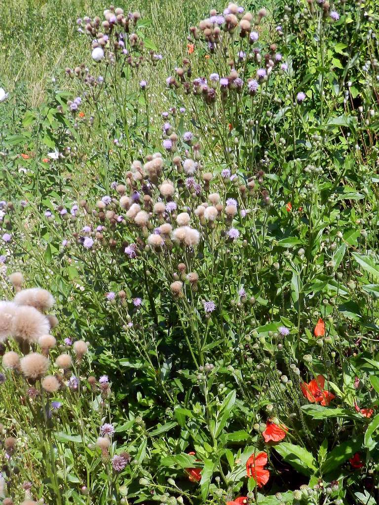 Cirsium arvense / Cardo campestre