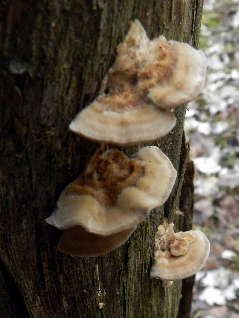 Polyporaceae sp.