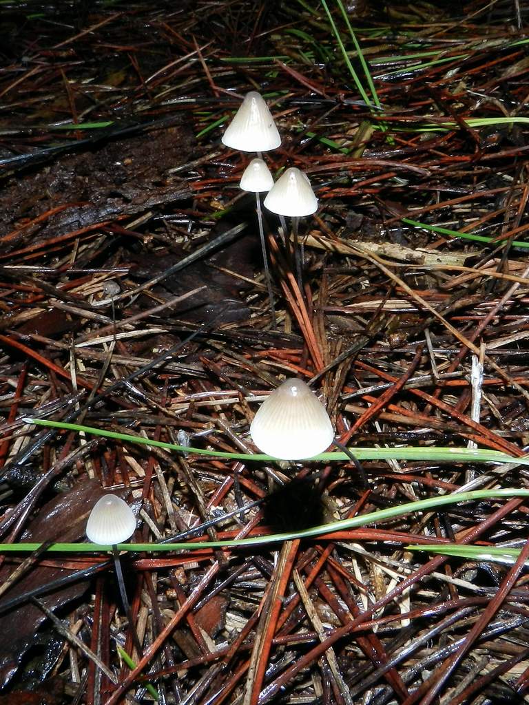 Mycena sp.