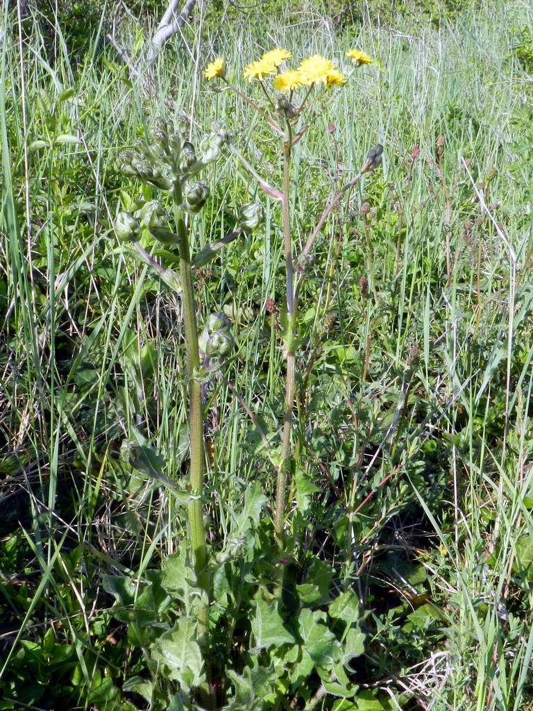 Crepis vesicaria / Radicchiella vescicosa