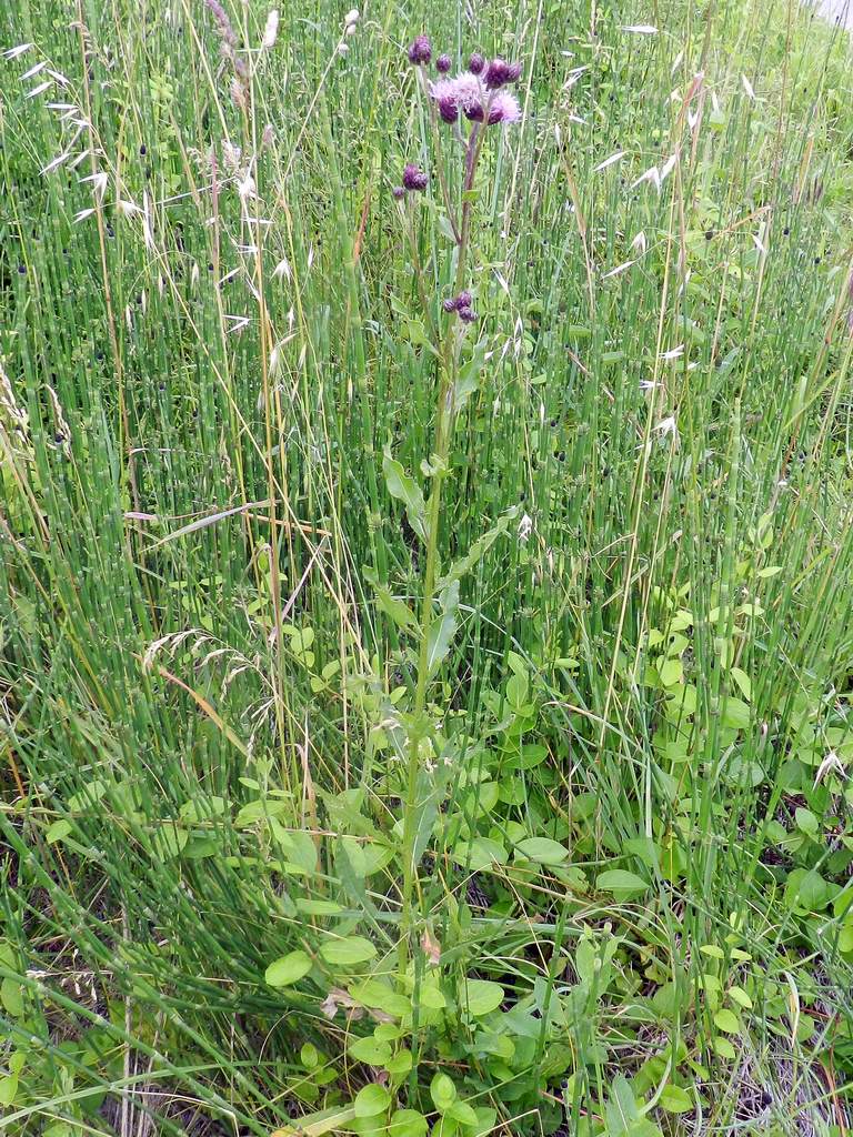 Cirsium arvense / Cardo campestre