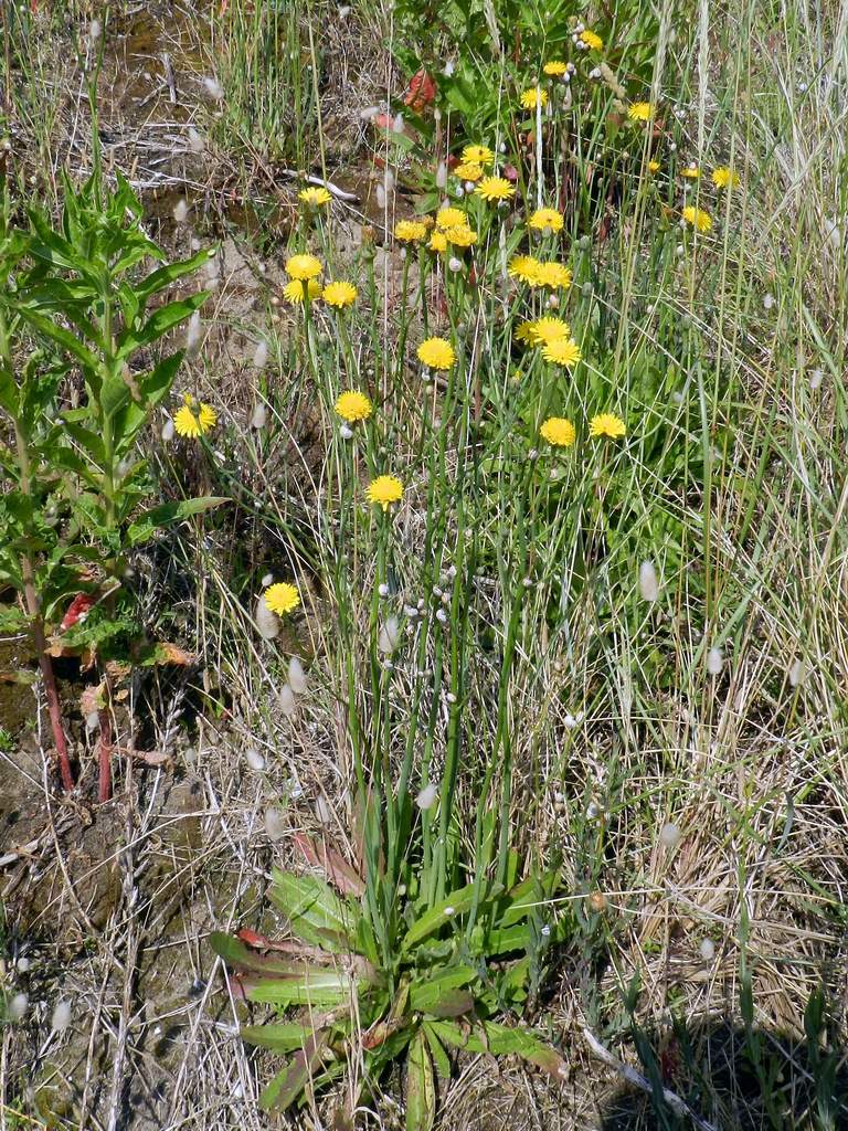 Hypochaeris cfr. radicata