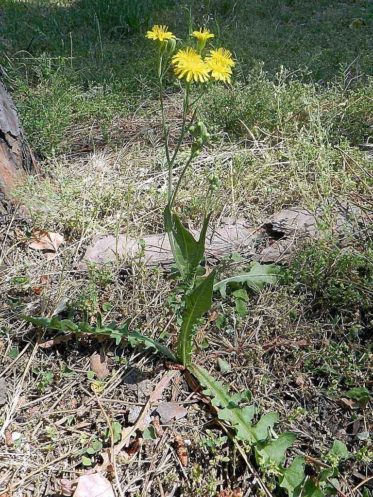 Crepis capillaris / Radicchiella capillare