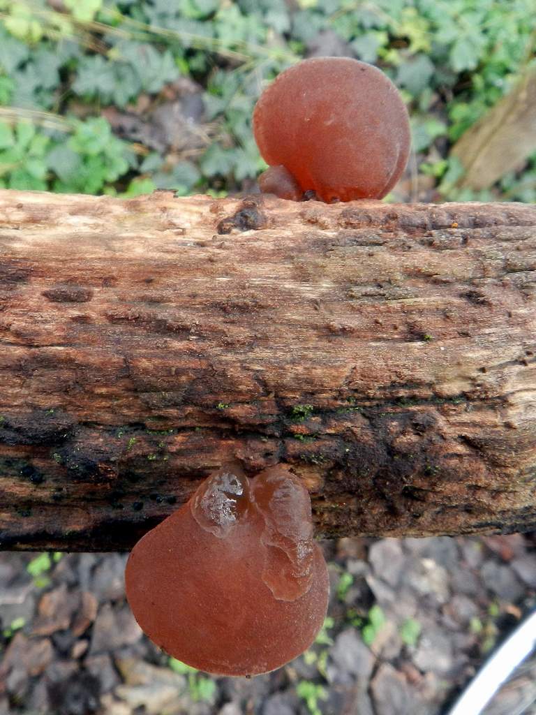 Auricularia auricula-judae ?