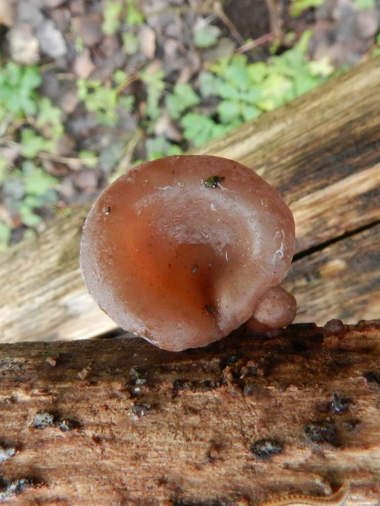 Auricularia auricula-judae ?