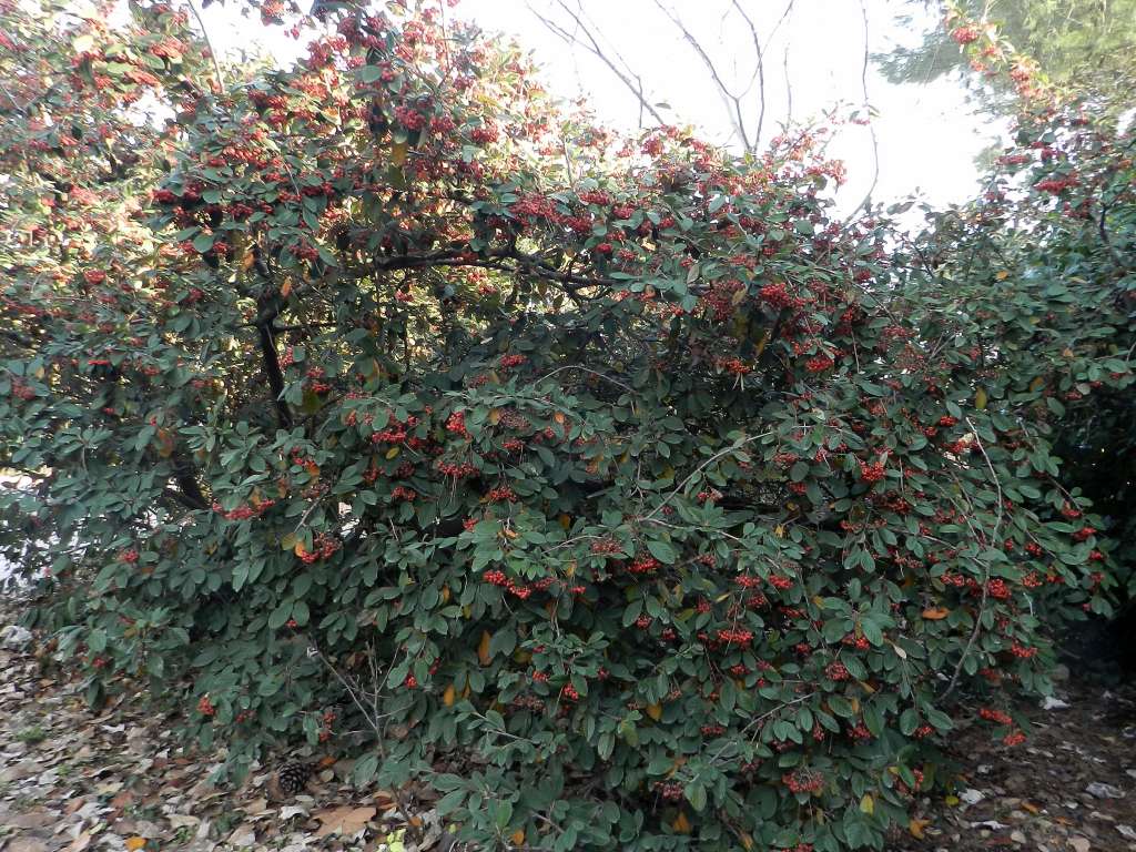 Cotoneaster coriaceus / Cotognastro latteo