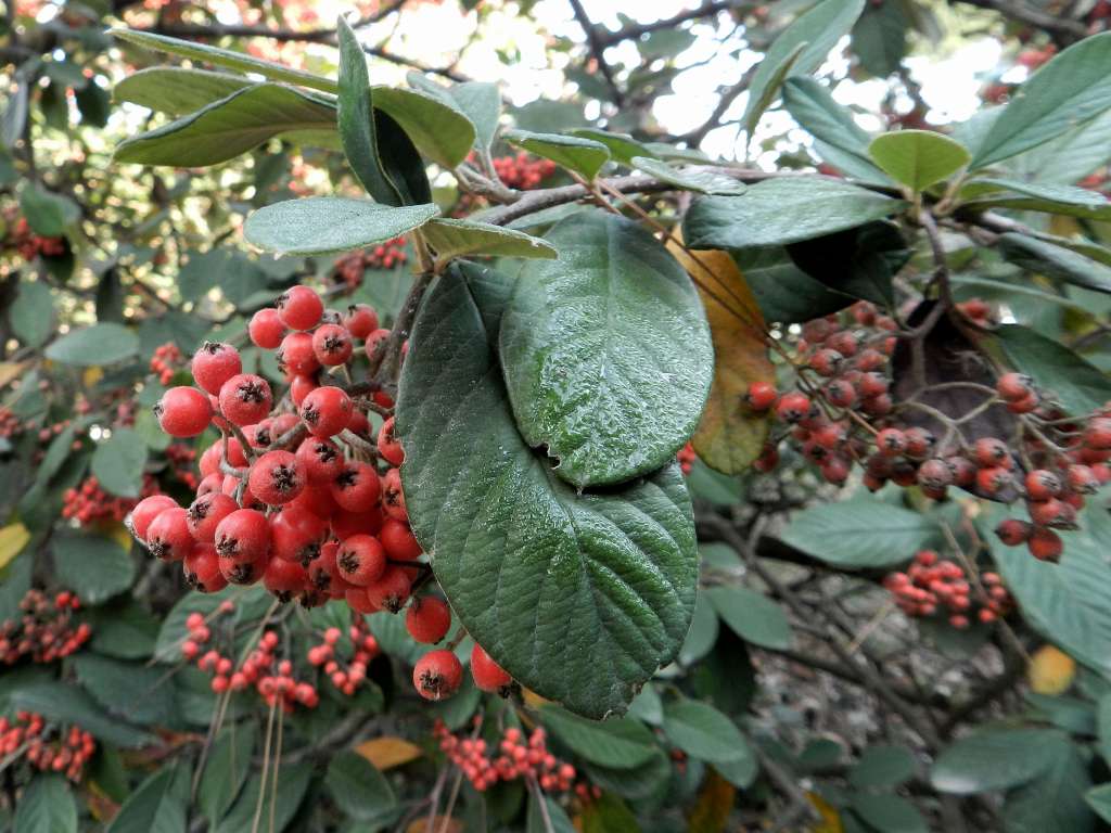 Cotoneaster coriaceus / Cotognastro latteo