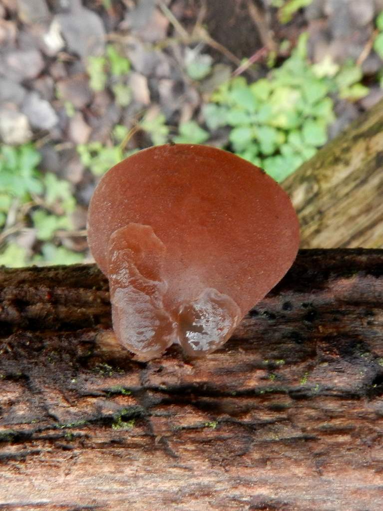 Auricularia auricula-judae ?