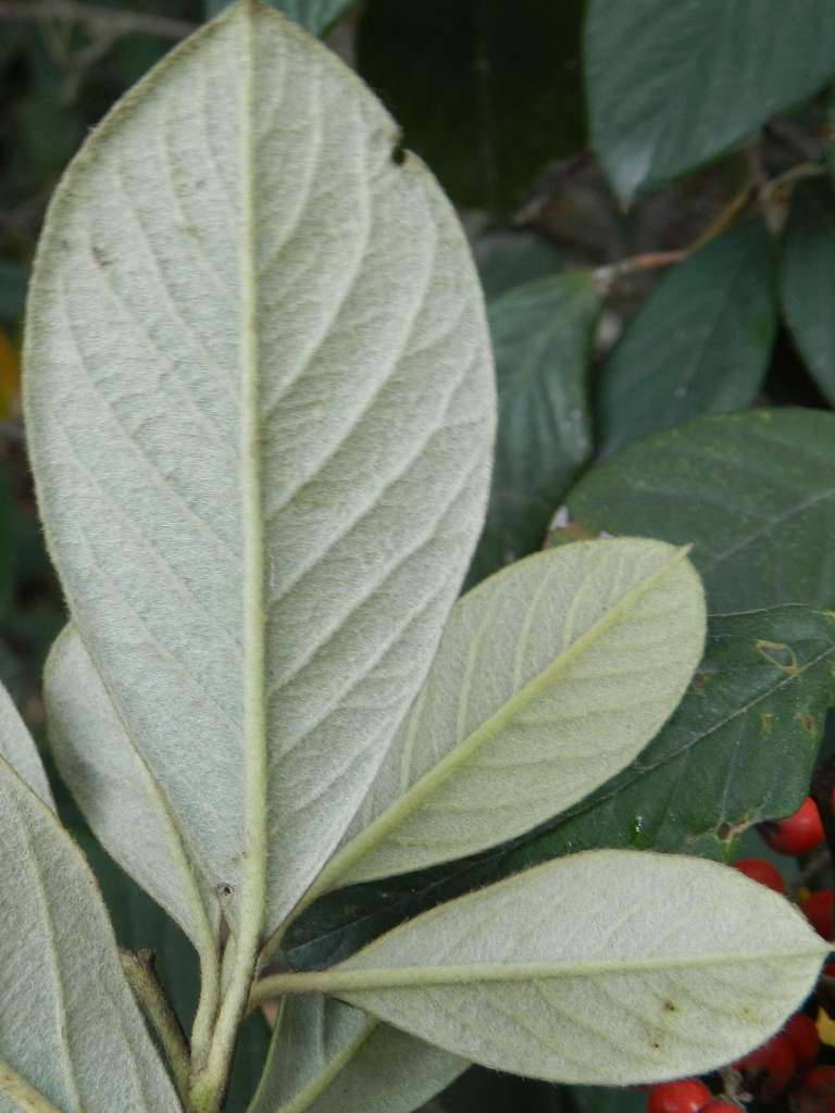 Cotoneaster coriaceus / Cotognastro latteo