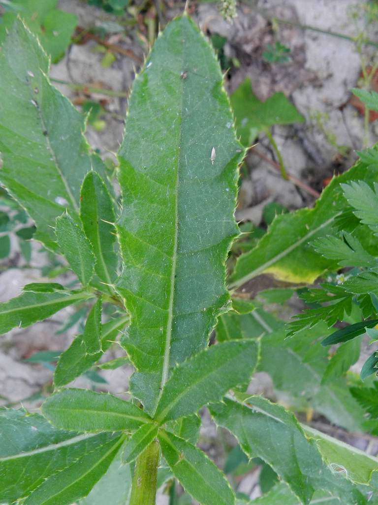 Cirsium arvense / Cardo campestre