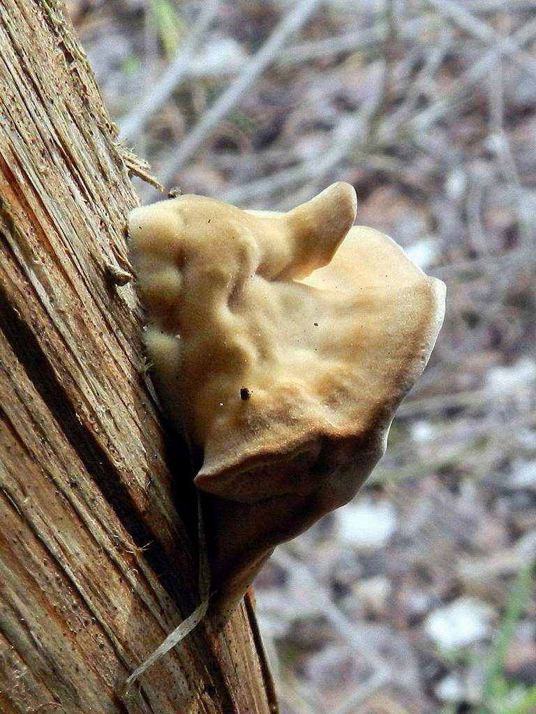 Polyporaceae sp.