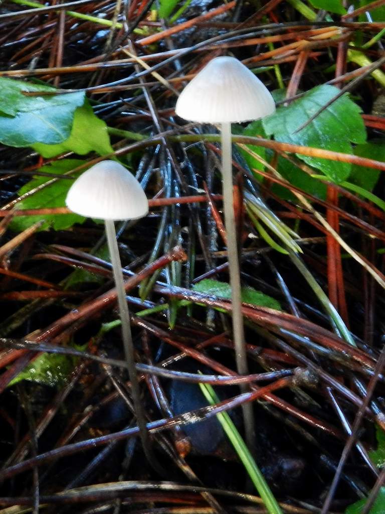 Mycena sp.