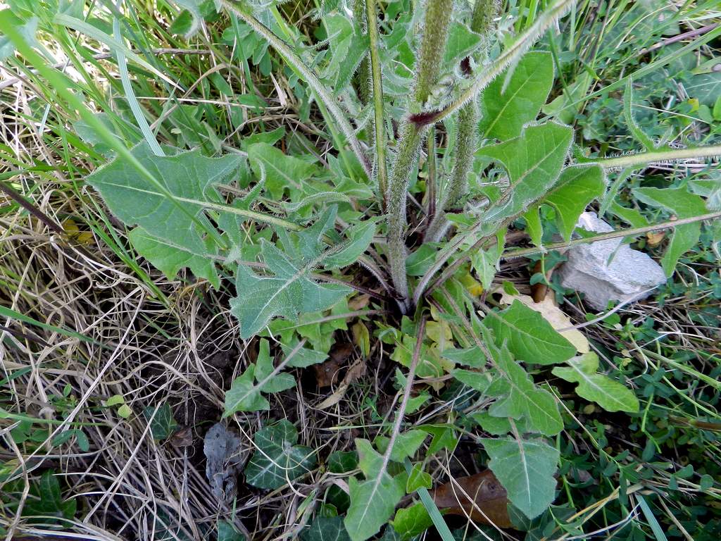 Crepis vesicaria / Radicchiella vescicosa