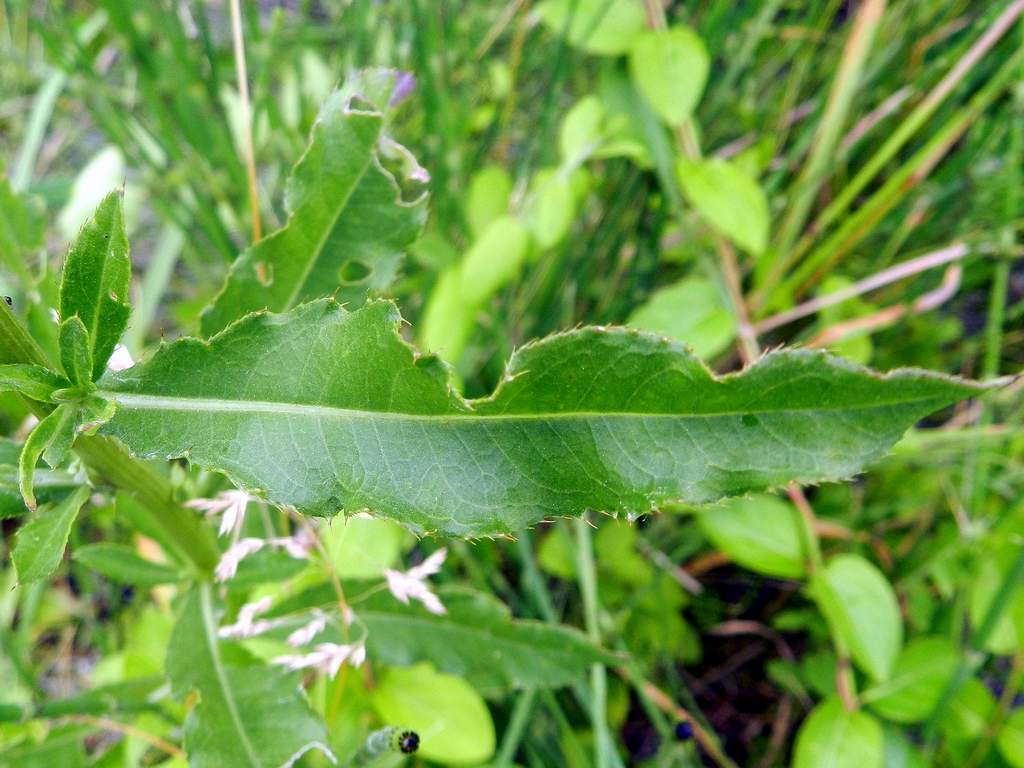 Cirsium arvense / Cardo campestre