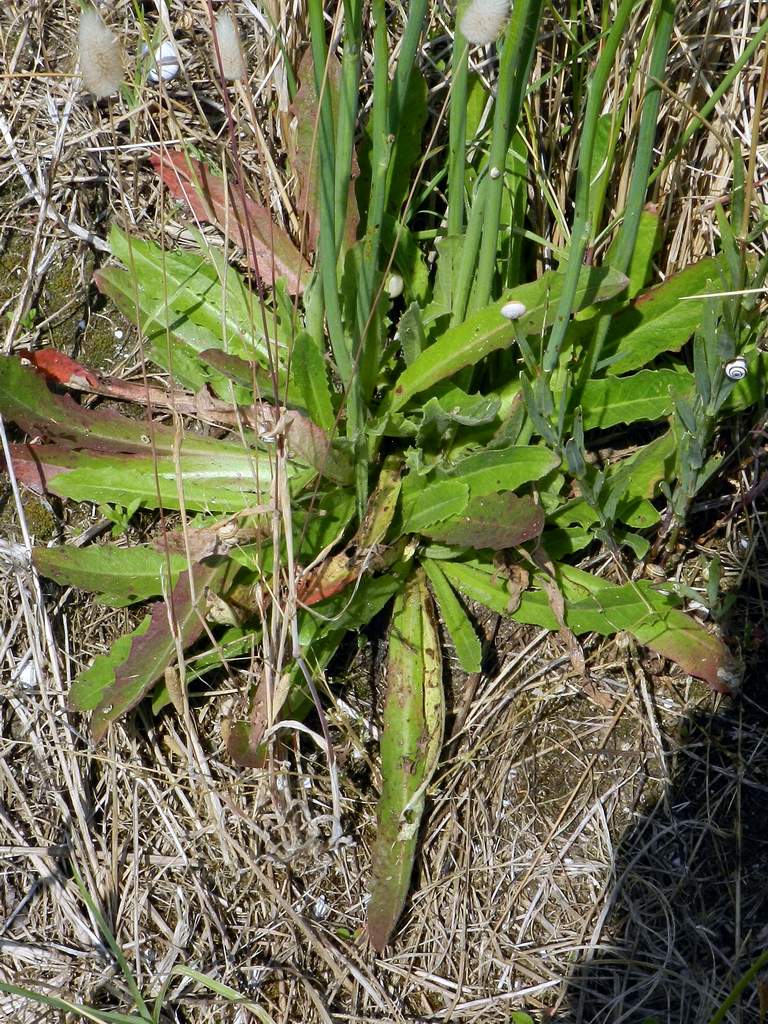 Hypochaeris cfr. radicata