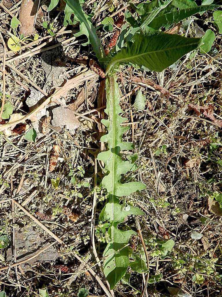 Crepis capillaris / Radicchiella capillare