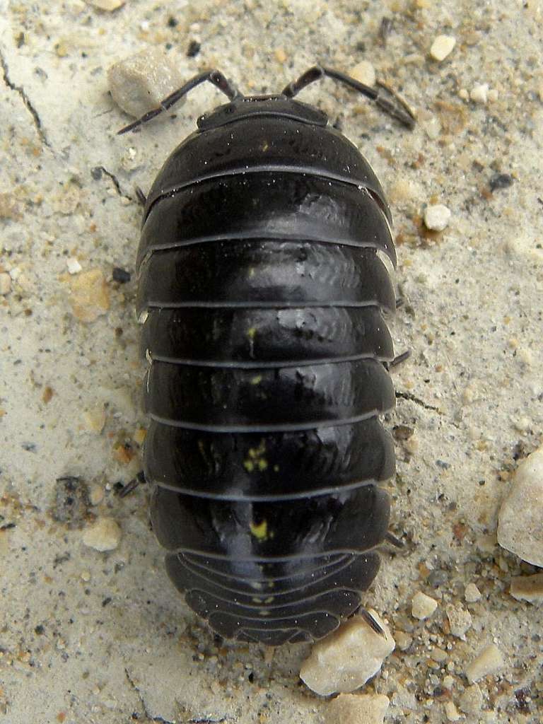 Isopoda:  Armadillidium sp.