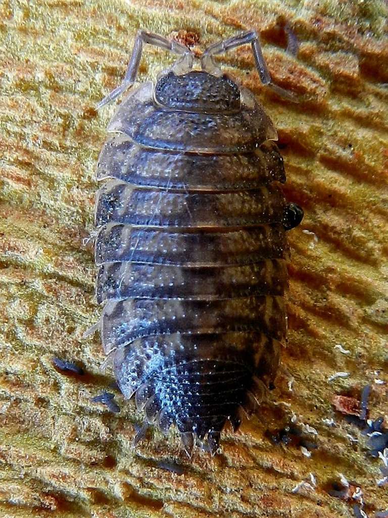 Porcellionidae: Porcellio scaber