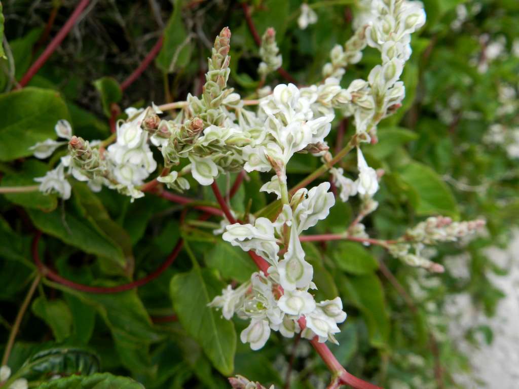 Polygonaceae sp. , Natura Mediterraneo | Forum Naturalistico