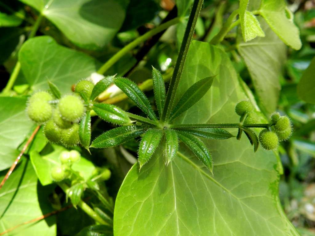 Galium aparine / Caglio asprello