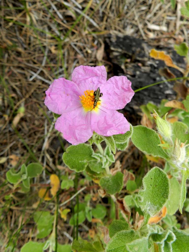 Cistus creticus subsp. eriocephalus