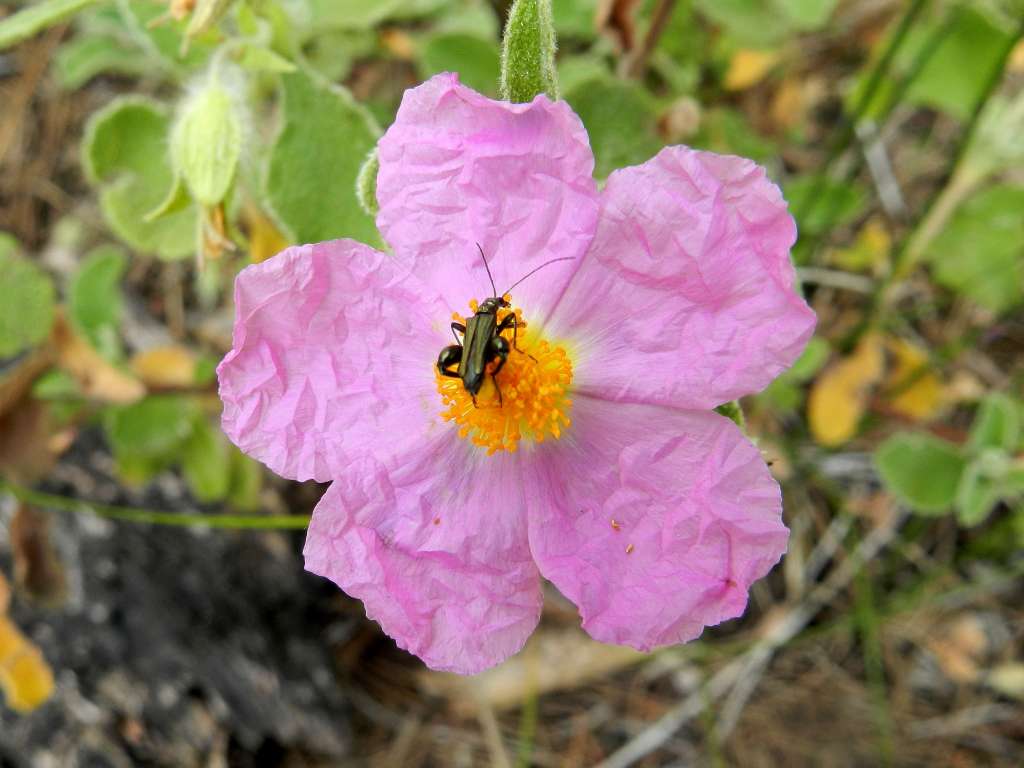 Cistus creticus subsp. eriocephalus