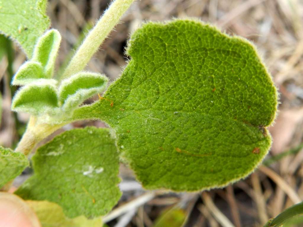 Cistus creticus subsp. eriocephalus