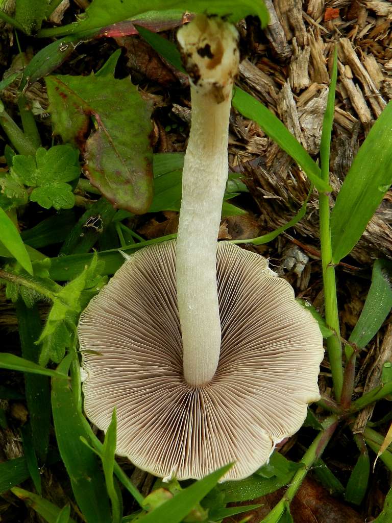 Coprinaceae