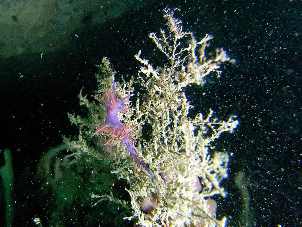 Nudibranco da id.