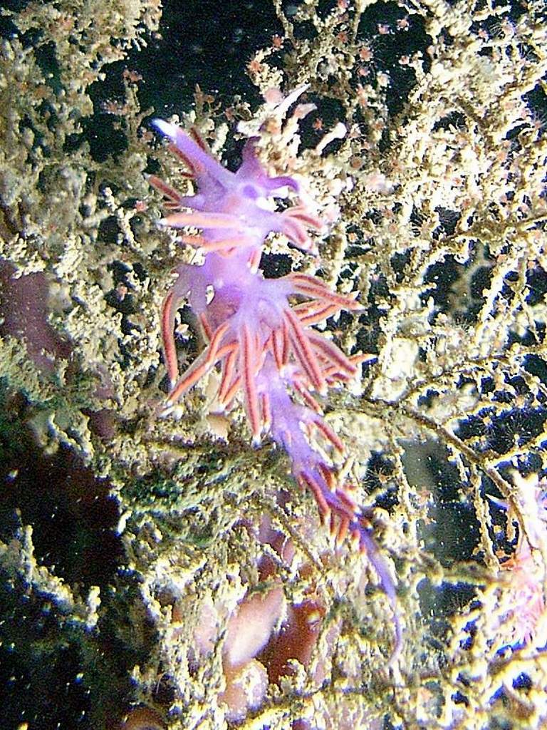 Nudibranco da id.