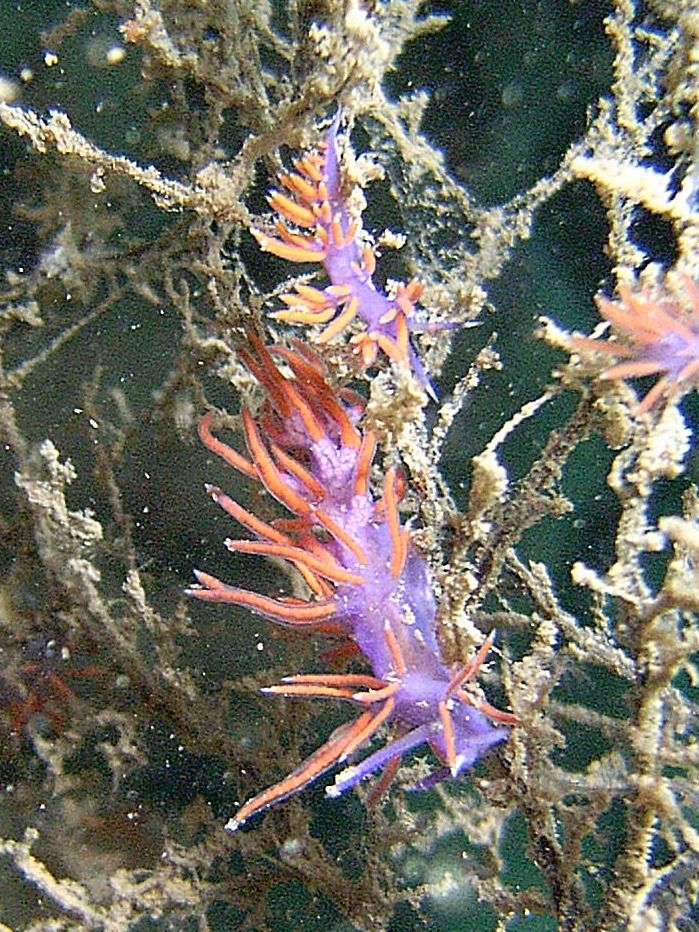 Nudibranco da id.