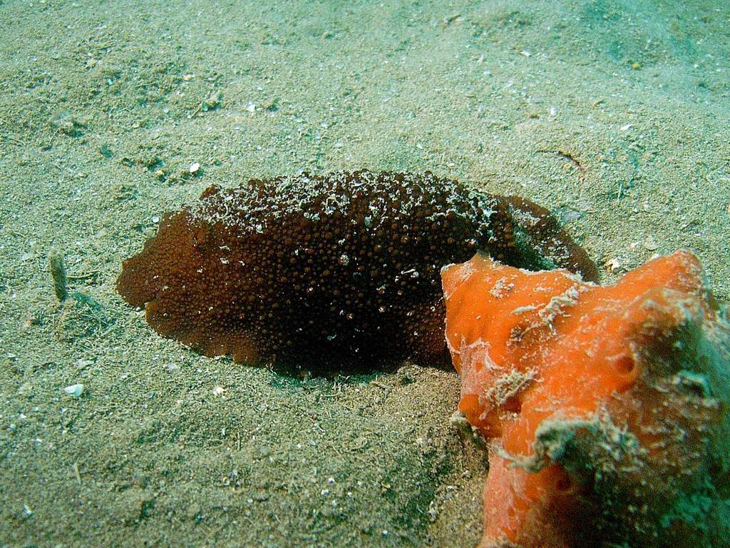 Nudibramco da id.