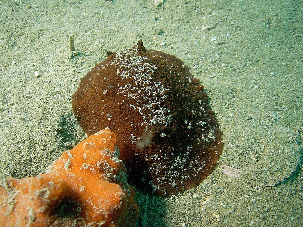 Nudibramco da id.