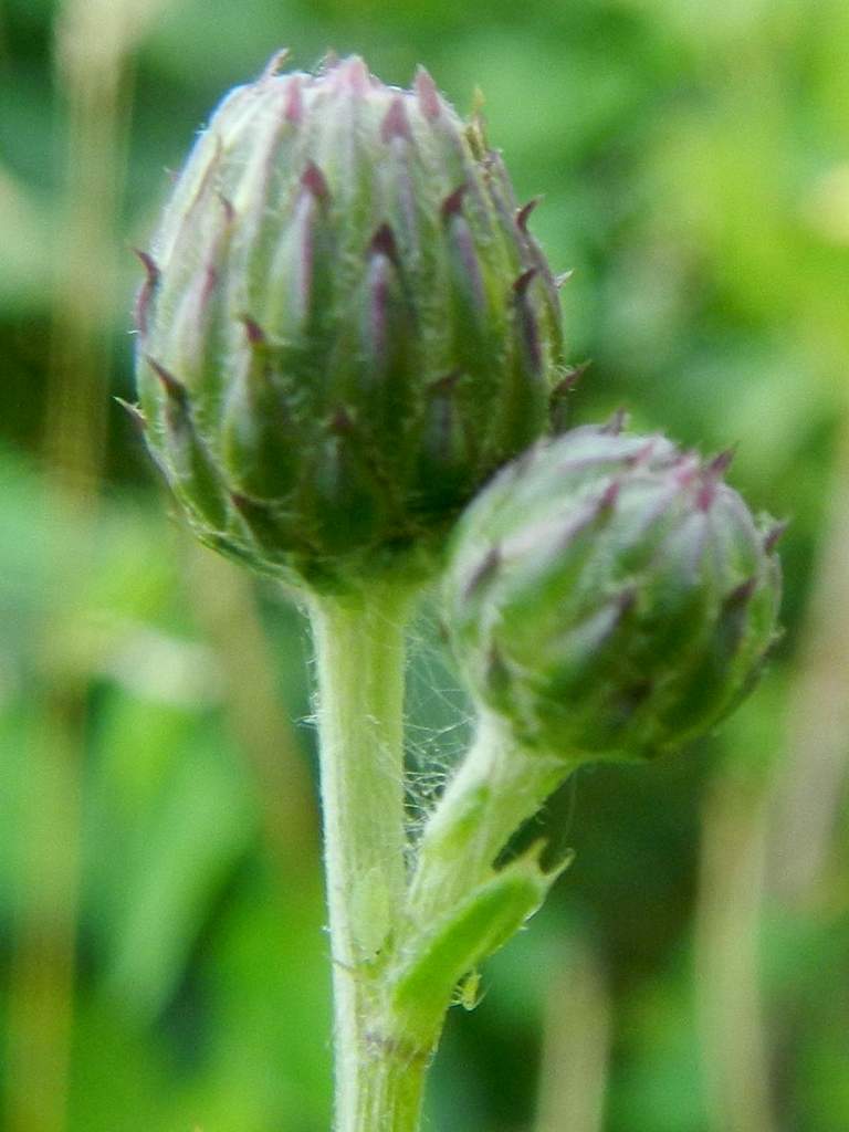 Cirsium arvense / Cardo campestre