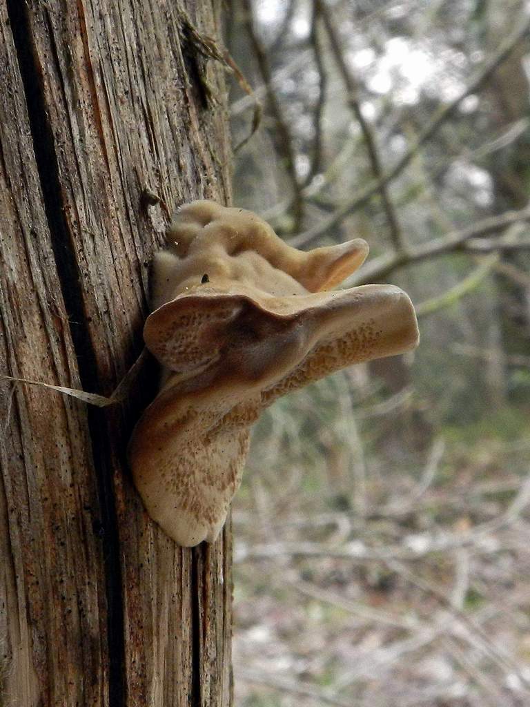 Polyporaceae sp.