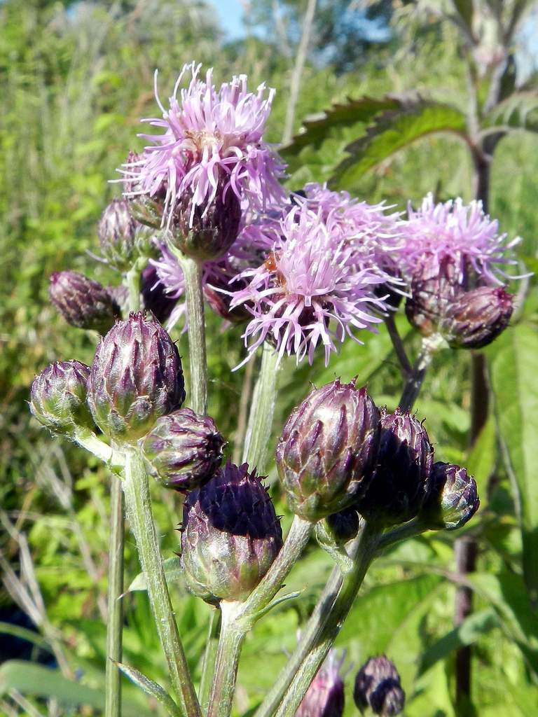 Cirsium arvense / Cardo campestre