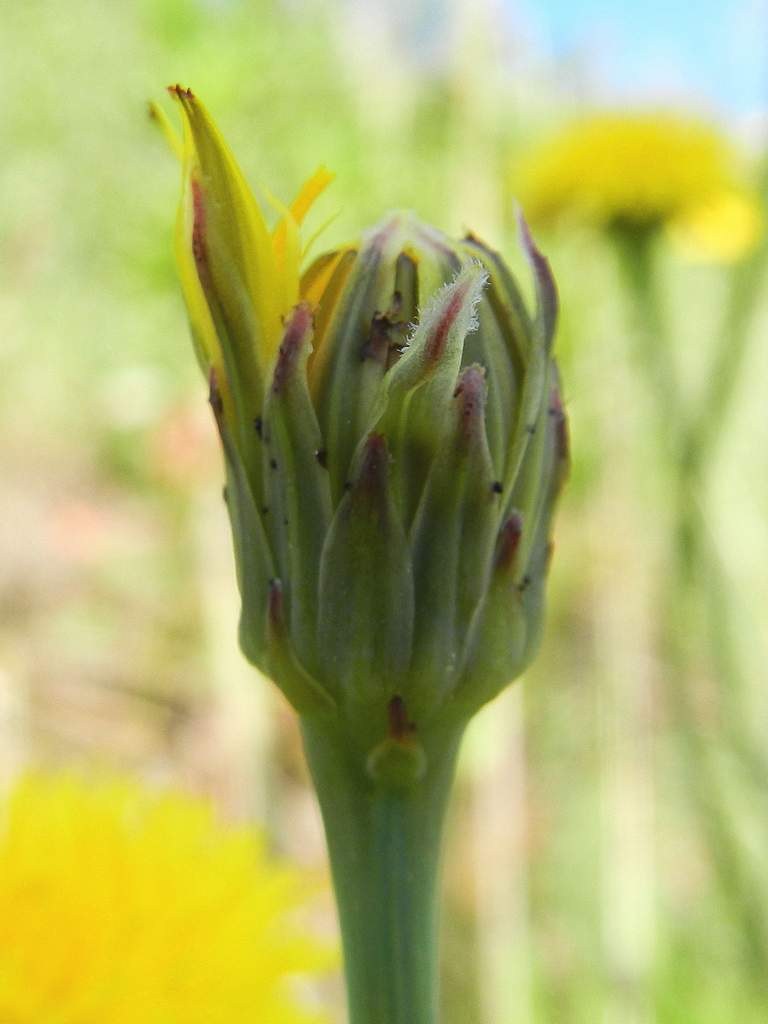 Hypochaeris cfr. radicata