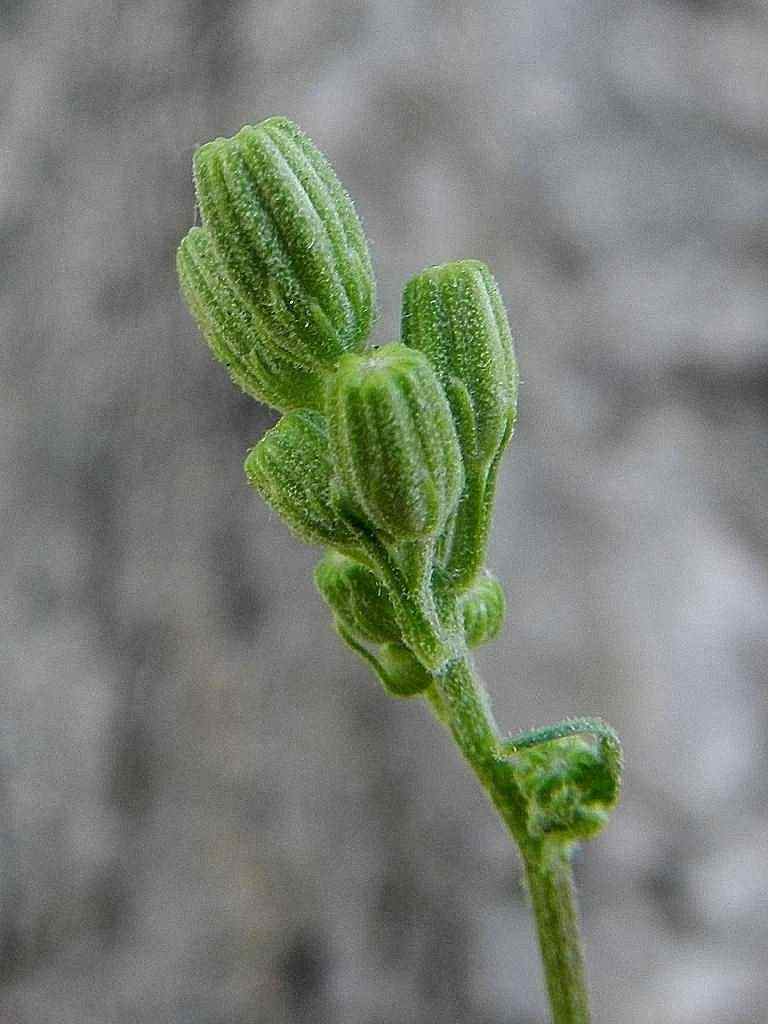 Crepis capillaris / Radicchiella capillare