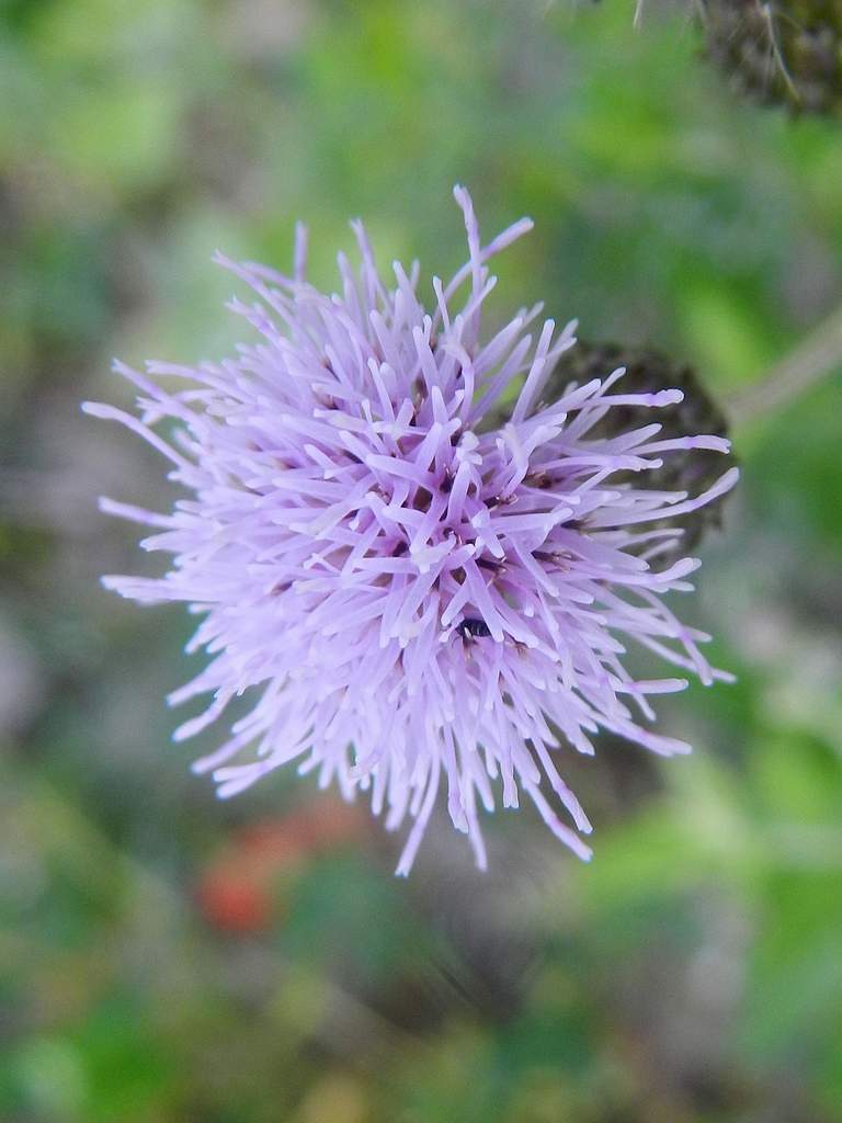 Cirsium arvense / Cardo campestre