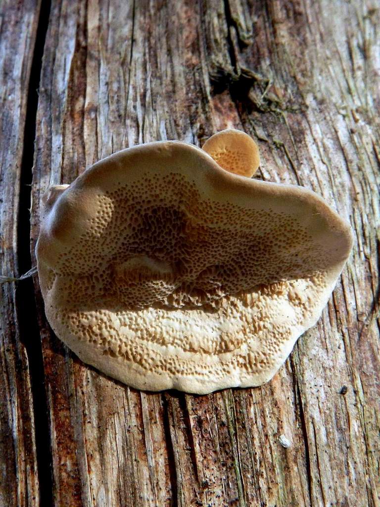 Polyporaceae sp.