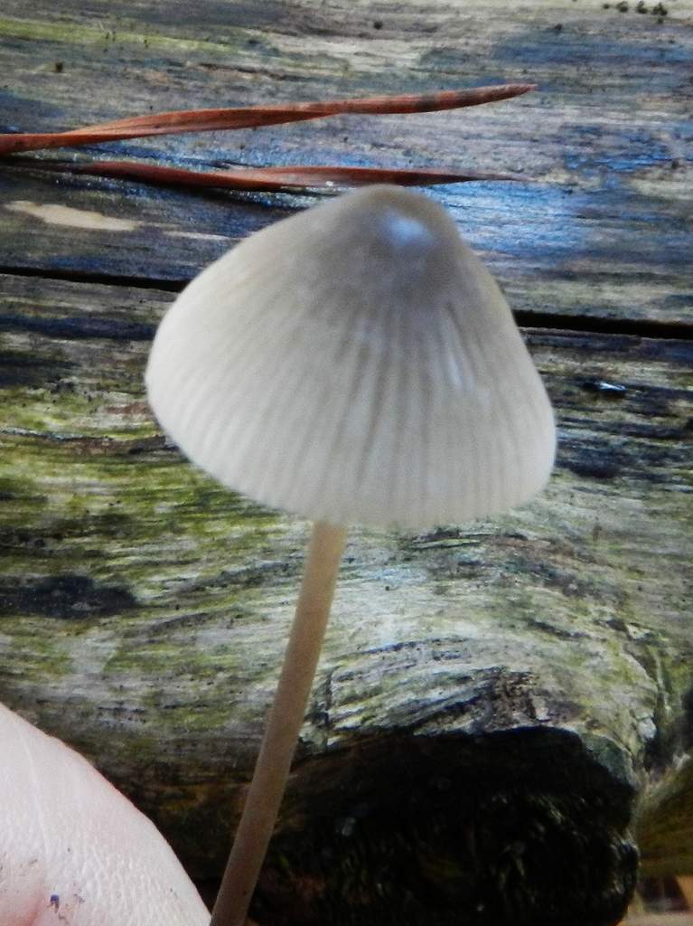 Mycena sp.