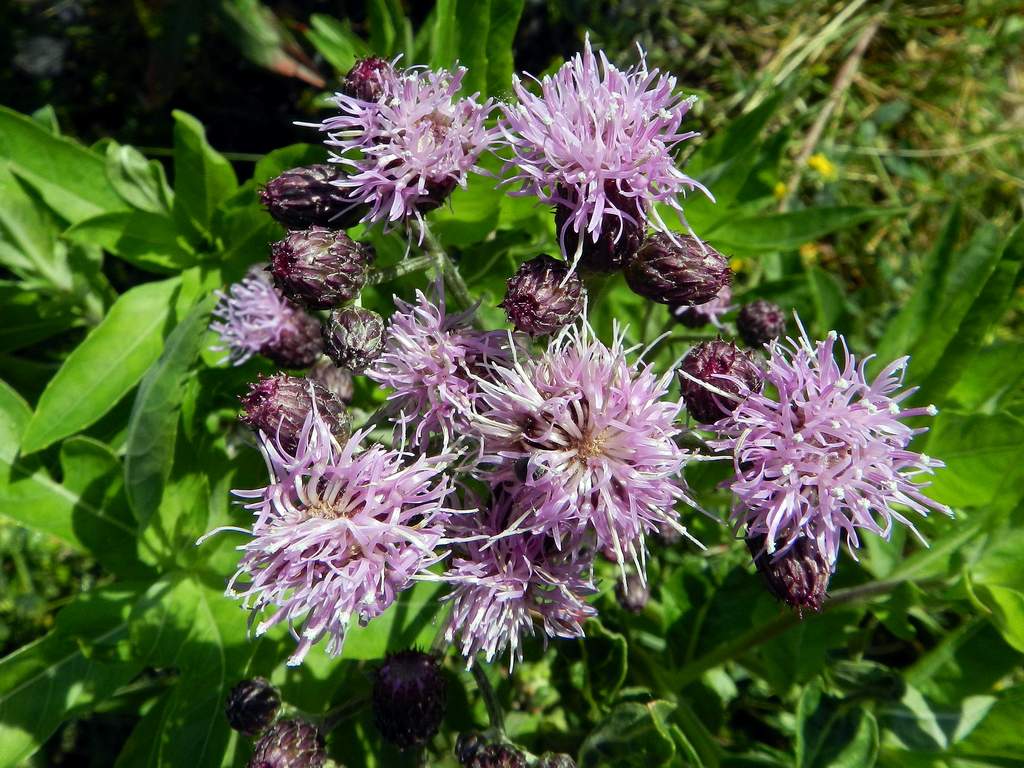 Cirsium arvense / Cardo campestre