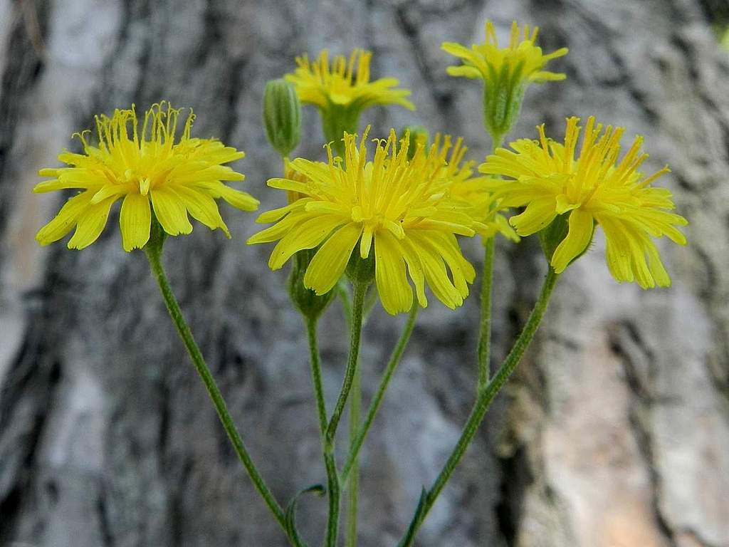 Crepis capillaris / Radicchiella capillare