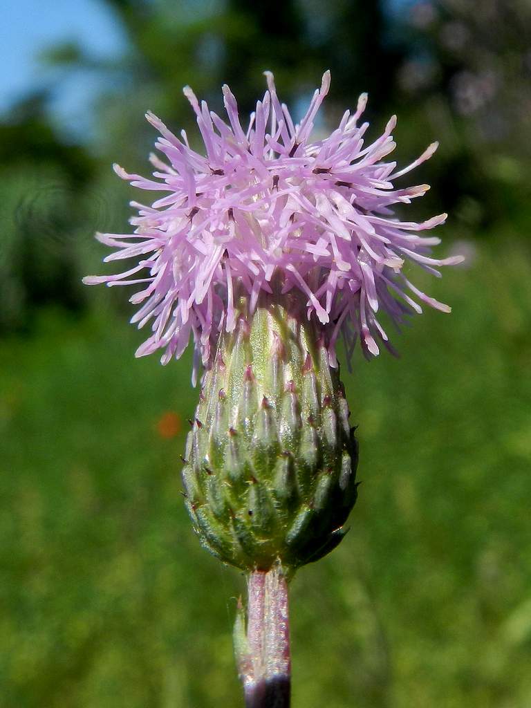 Cirsium arvense / Cardo campestre