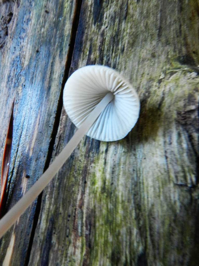 Mycena sp.