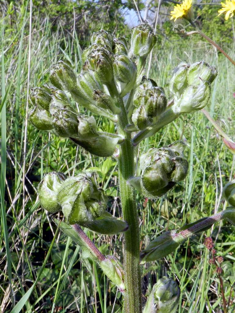 Crepis vesicaria / Radicchiella vescicosa