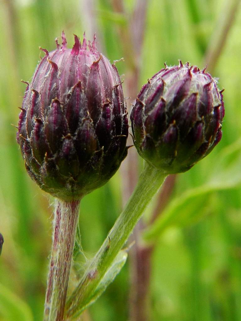 Cirsium arvense / Cardo campestre