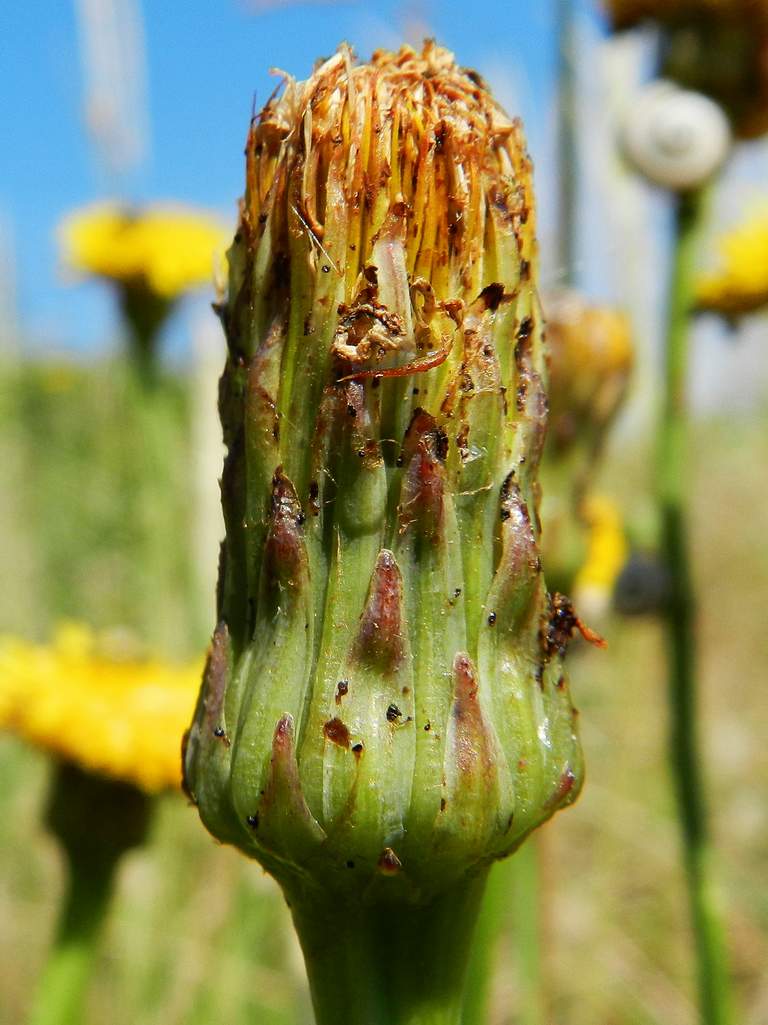 Hypochaeris cfr. radicata