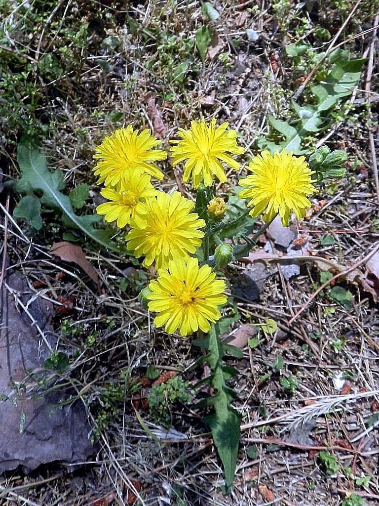 Crepis capillaris / Radicchiella capillare